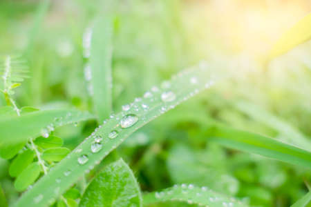 Closeup bubble water drops on green leaf .の写真素材