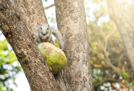 young squirrel on the tree in the park . blur .の写真素材