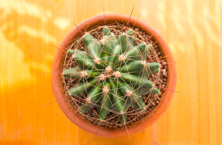 top view closeup green Cactus. Fashion pattern. Art Gallery Minimal. on yellow background .の写真素材