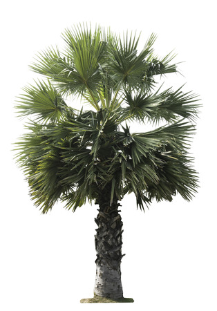 Green palm tree isolated on white background of file with Clipping Path .の写真素材
