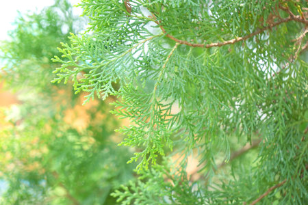 Closeup Pine Green leaf for background .