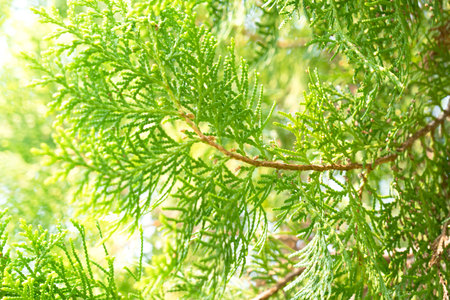 Closeup Pine Green leaf for background .