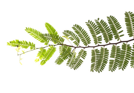 Closeup Green leaf isolated on white background of file with Clipping Path .の写真素材