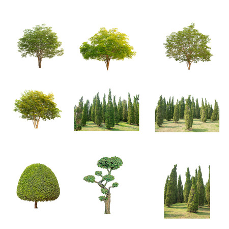 Green Tree at isolated on white background .The collection of trees.の写真素材