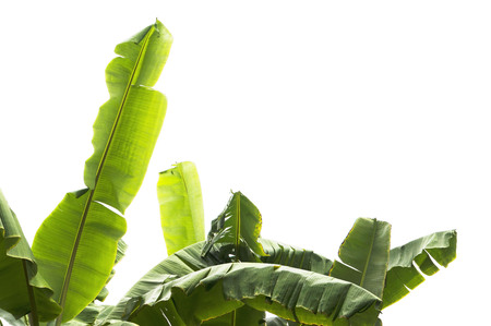 green banana leaf , green tropical foliage texture isolated on white background of file with Clipping Path .の写真素材