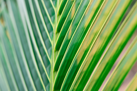 Closeup Green leaf nature for background . Creative made of green tree leaves.の写真素材