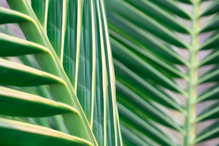 Closeup Green leaf nature for background . Creative made of green tree leaves.