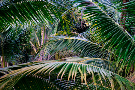 Closeup Green leaf nature for background . Creative made of green tree leaves. coconut palm trees .の写真素材