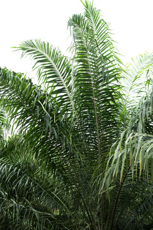 Green leaf of Coconut palm tree isolated on white background  of file with Clipping Path .の写真素材