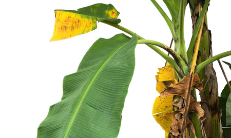 green and yellow banana leaf , green tropical foliage texture isolated on white background of file with Clipping Path .の写真素材