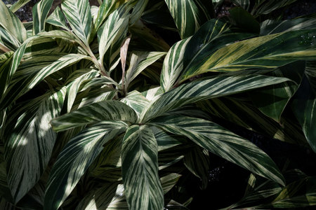 Closeup Green leaf nature for background . Creative made of green tree leaves.の写真素材