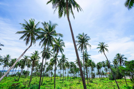 Palm trees on blue sky background . travel, summer, vacation and tropical beach . coconut palm trees .の写真素材