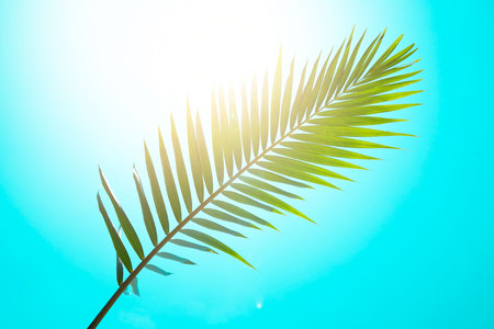 Green leaf of Coconut palm tree . Creative made of green tree leaves, vintage toned .の写真素材