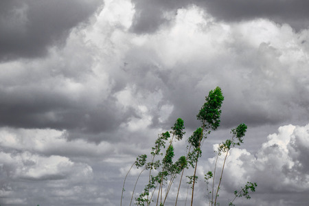 green tree vintage toned , the sky and cloud Black and white background  . Creative made of green...