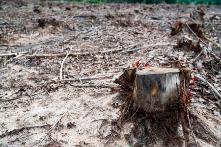 row old cut dried Tree Stumps caused by deforestation , environmental problems .