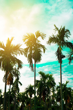Palm trees vintage toned , Fashion, travel, summer, vacation and tropical beach . Creative made of green tree leaves.の写真素材