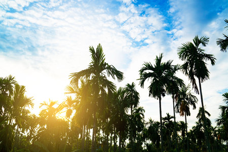 Palm trees on blue sky background . travel, summer, vacation and tropical beach .の写真素材
