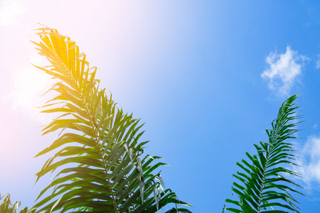 Palm trees on blue sky background . travel, summer, vacation and tropical beach . coconut palm trees...