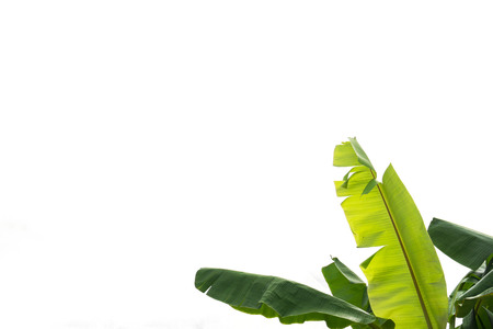 green banana leaf , green tropical foliage texture isolated on white background of file with Clipping Path .の写真素材