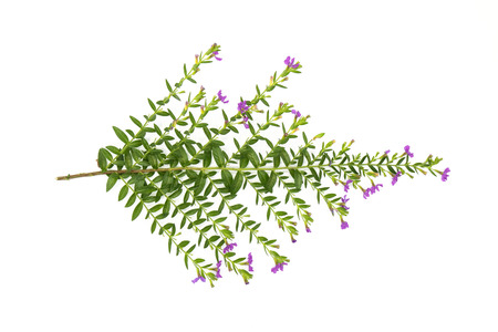 Fresh green leaves branch and Pink flower  isolated on white background of file with Clipping Path .の写真素材