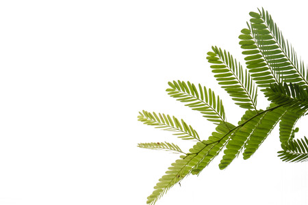 Closeup Green leaf isolated on white background of file