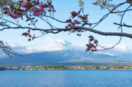 Mountain fuji and clouds and Cherry Blossom (sakura) at lake kawaguchi at yamanachi in Japan .の写真素材