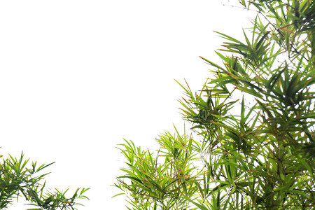 green bamboo leaf , green tropical foliage texture isolated on white background of file with Clipping Path .の写真素材