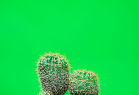 Closeup green Cactus on green background . Fashion pattern. Art Gallery Minimal.の写真素材