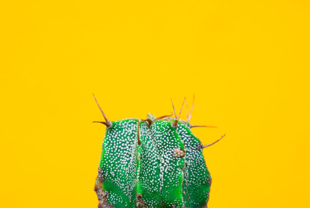closeup green Cactus on yellow  background . Fashion pattern. Art Gallery Minimal.