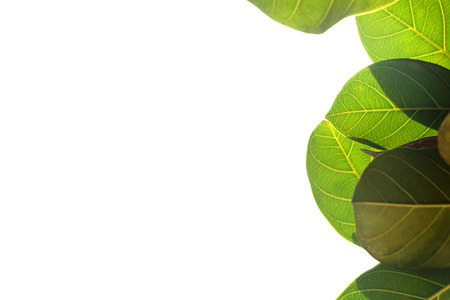 Closeup Green leaf isolated on white background of file