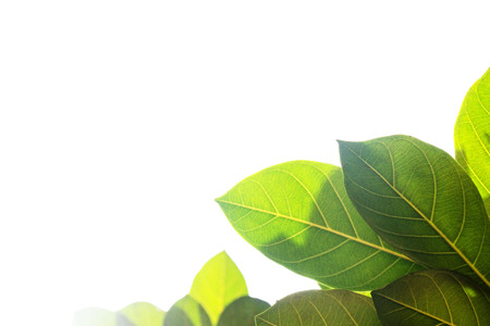 Closeup Green leaf isolated on white background