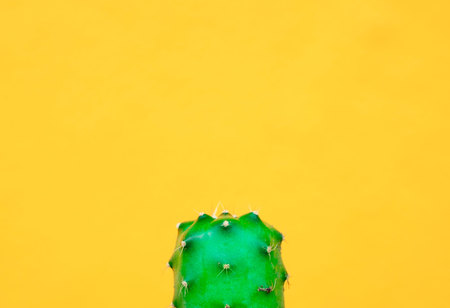 closeup green Cactus on yellow  background . Fashion pattern. Art Gallery Minimal.の写真素材