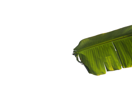 green banana leaf , green tropical foliage texture isolated on white background of file with...