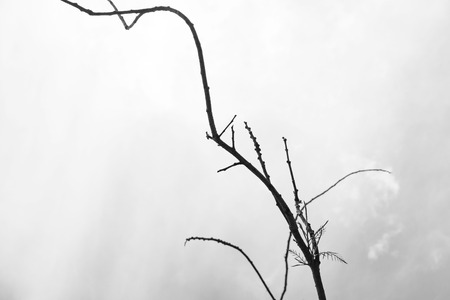 black and white  , Dead and dry big tree . Art nature.の写真素材