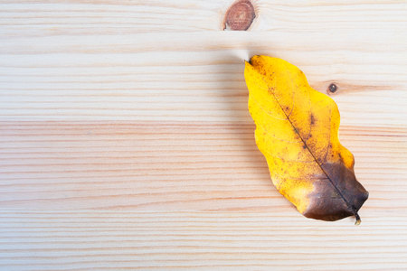 top view Autumn leaf, leaves yellow on wooden table ,wooden board for background. and copy space ,space for text or images ,Flat lay .の写真素材