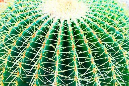 closeup green Cactus pattern for Cactus , background .