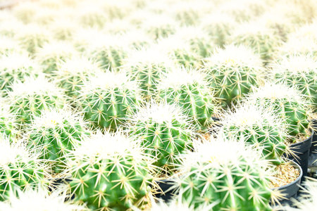 closeup green Cactus pattern for Cactus , background .