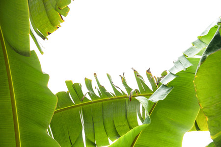 green banana leaf , green tropical foliage texture isolated on white background of file with Clipping Path .の写真素材