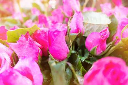 Beautiful bloom rose as a natural in the garden .の写真素材