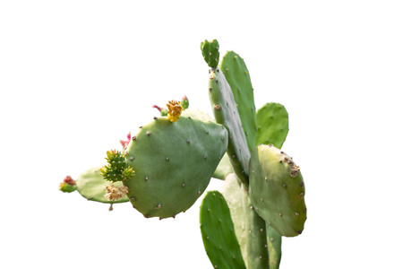 closeup green Cactus isolated on white background of file   . Fashion pattern. Art Gallery Minimal.の写真素材