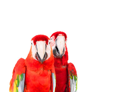 Colorful macaw birds, Parrot isolated on white background