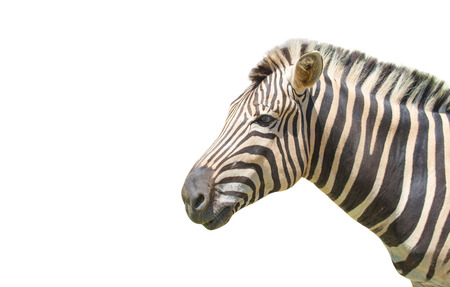 Zebra isolated on white backgroundの写真素材