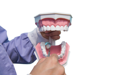 The dental model is used to teach how to check the cleanliness of the teeth by the doctor. isolated...