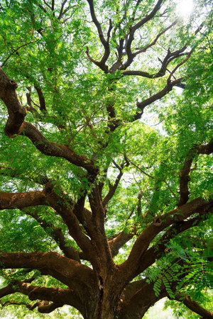 Summer green leaves ,forest trees. nature green leaf and  tree branch sunlight background.の写真素材