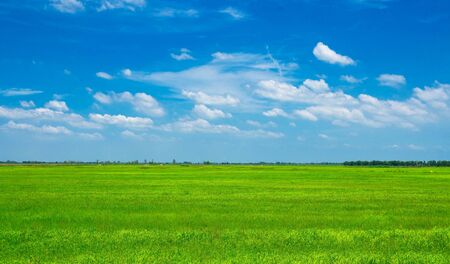 landscape , Beautiful daytime blue sky and green grass .