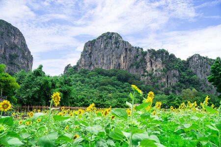 Landscape mountain and Sunflower field and blue sky background in the countryside .の写真素材