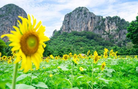 Landscape mountain and Sunflower field and blue sky background in the countryside .の写真素材