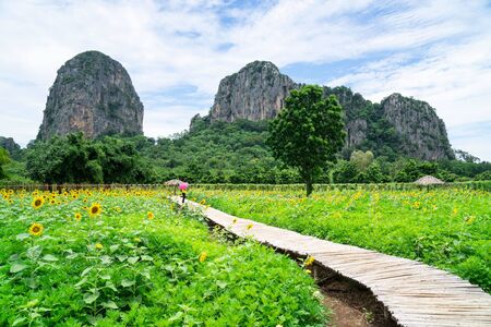 Landscape mountain and Sunflower field and blue sky background in the countryside .
