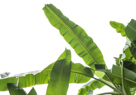 green banana leaf , green tropical foliage texture isolated on  background of file with   .の写真素材