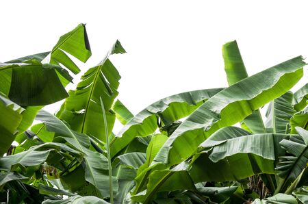 green banana leaf , green tropical foliage texture isolated on  background of file with   .の写真素材